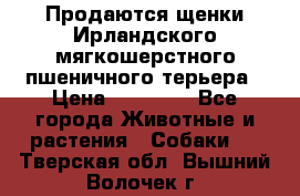 Продаются щенки Ирландского мягкошерстного пшеничного терьера › Цена ­ 30 000 - Все города Животные и растения » Собаки   . Тверская обл.,Вышний Волочек г.